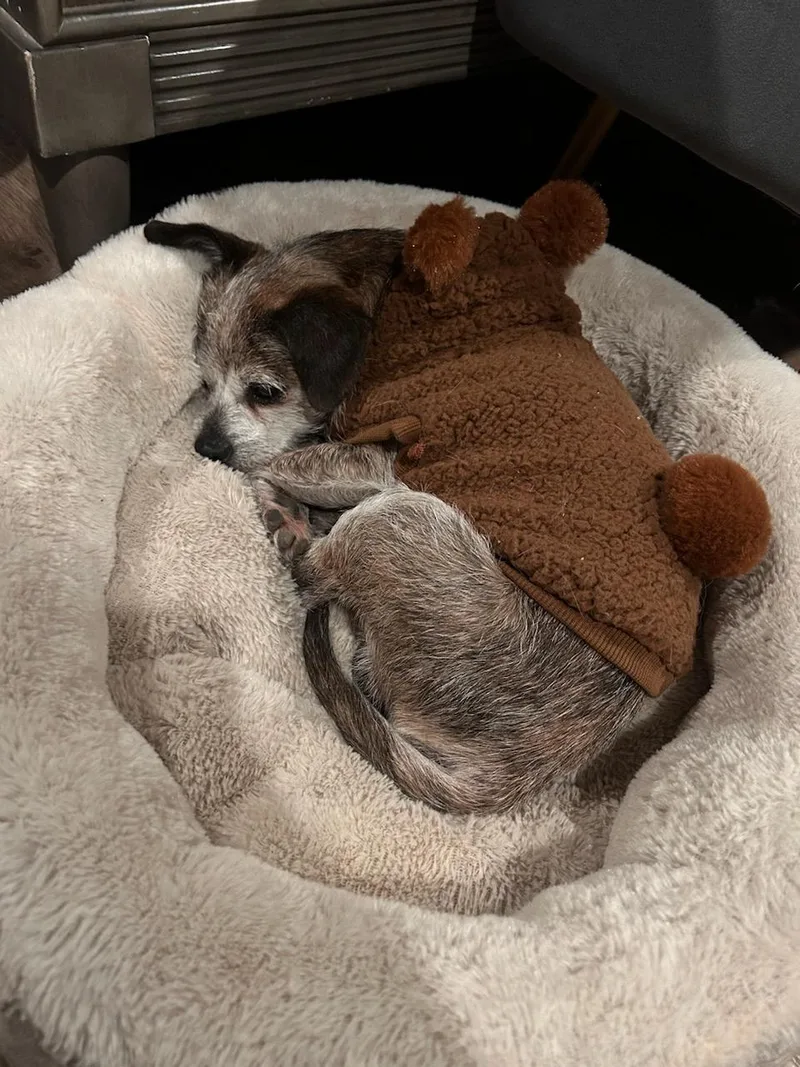 Peewee Chiwee!! thumbnail 2