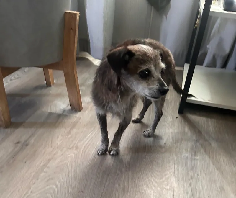 Peewee Chiwee!! thumbnail 3