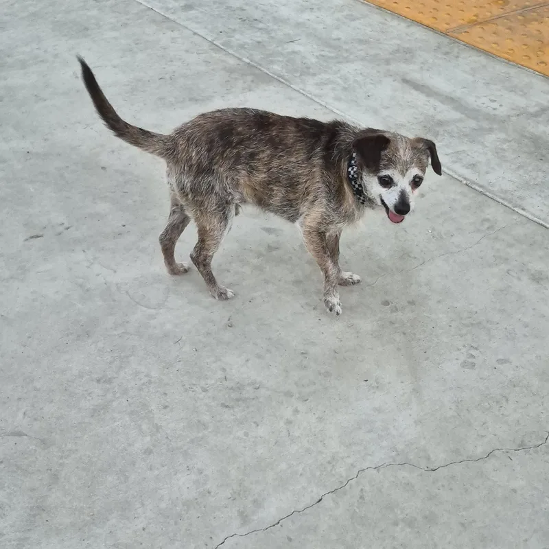 Peewee Chiwee!! thumbnail 4