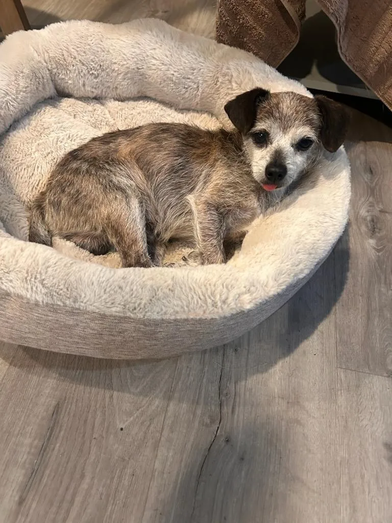 Peewee Chiwee!! thumbnail 5