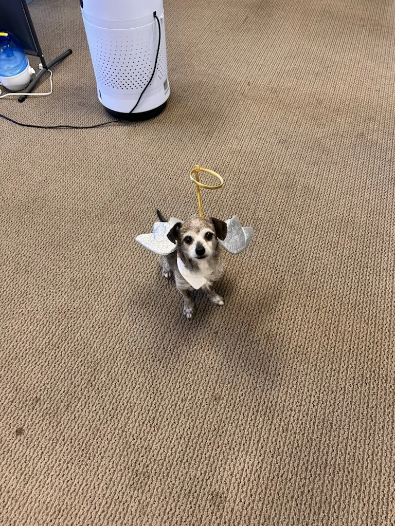 Peewee Chiwee!! thumbnail 6