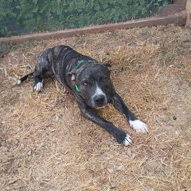 An adult medium-sized male Brindle Mixed Breed dog named Rex for adoption in Duncan, OK