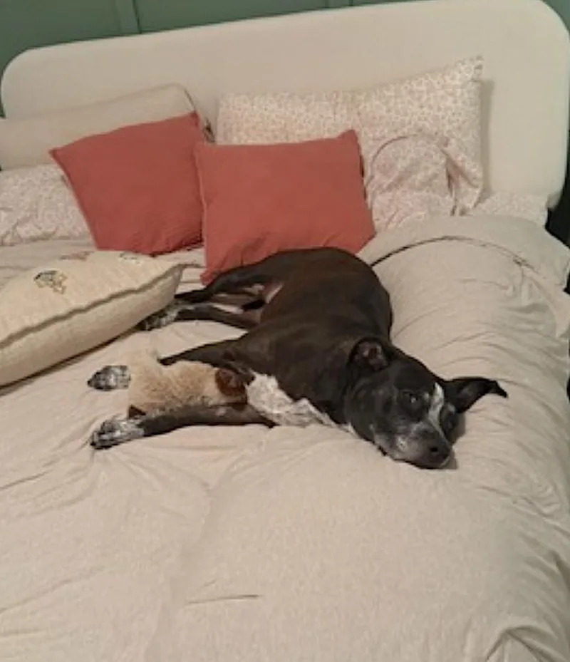 Willow thumbnail 2