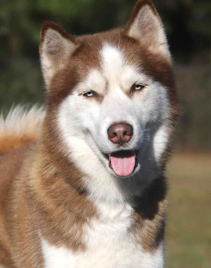 Louie thumbnail 2