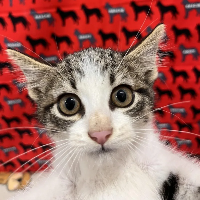 A baby small-sized male White Domestic Short Hair cat named Wonton for adoption in Washburn, MO