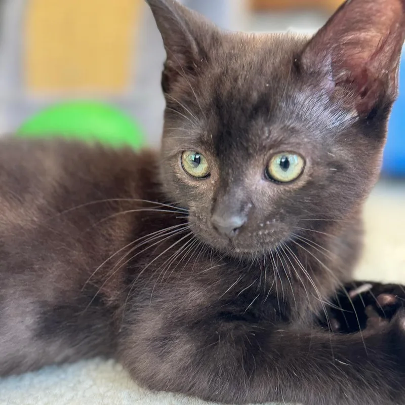A baby small-sized female Black Domestic Short Hair cat named Cholula for adoption in Chattanooga, TN