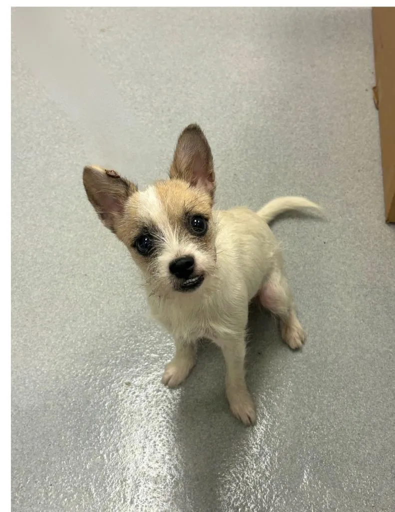 A baby small-sized female Terrier dog named Grapes for adoption in Chillicothe, OH