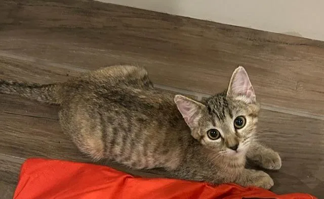 A baby medium-sized female Domestic Short Hair cat named Jello for adoption in Peoria, AZ