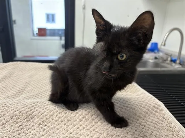 A baby small-sized female Domestic Short Hair cat named Marie Colvin for adoption in Fairfield, CA