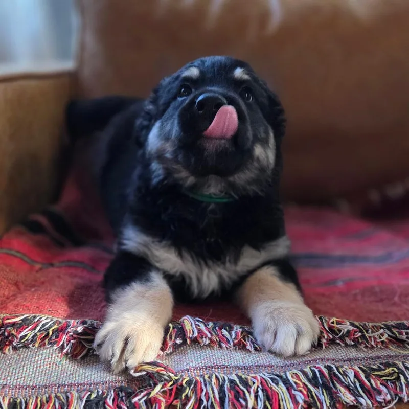 A baby medium-sized male Black Shepherd dog named Gregory for adoption in Chattanooga, TN