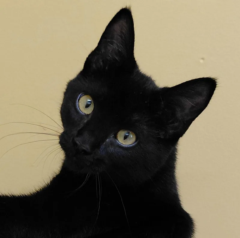 A baby small-sized male Black Domestic Short Hair cat named Anise for adoption in Eugene, OR