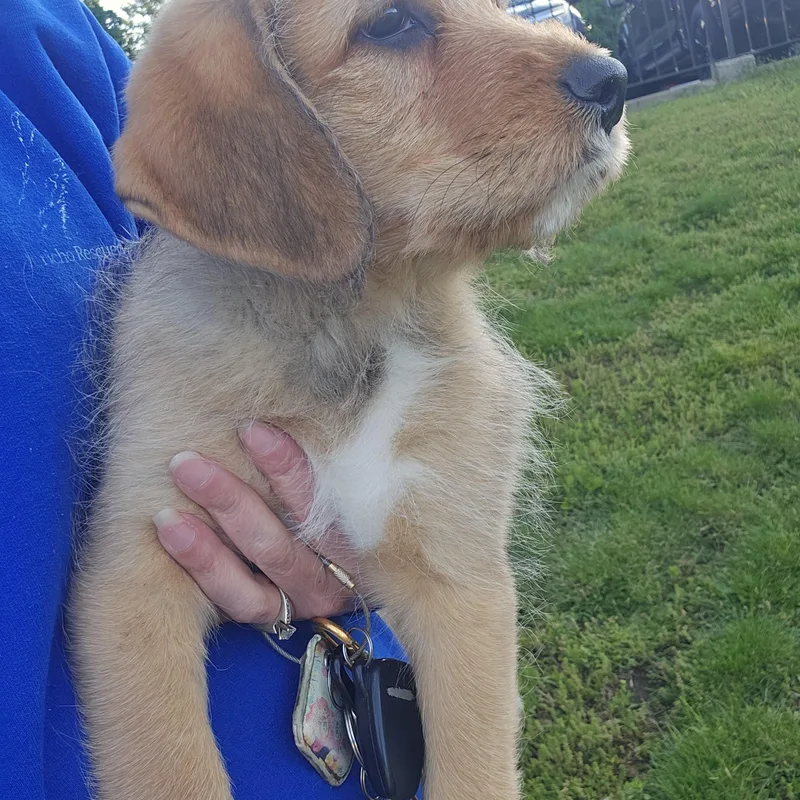 A baby medium-sized male Apricot / Beige Goldendoodle dog named Nutmeg Springfield for adoption in O Fallon, IL