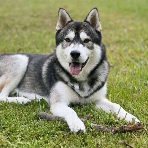 An adult large-sized male Black Mixed Breed dog named Camerun for adoption in Priest River, ID