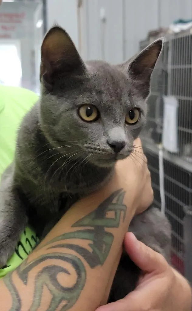 A baby small-sized male Domestic Short Hair cat named Malcom for adoption in Hillsdale, IN