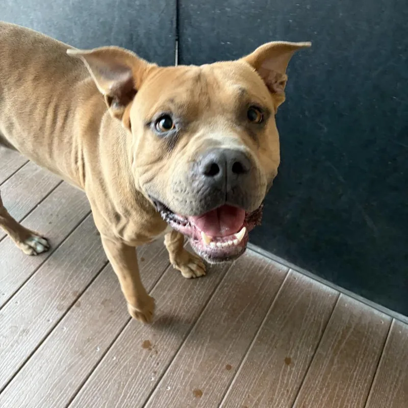 An adult large-sized male Brown / Chocolate American Bully dog named Franky for adoption in Bernalillo, NM