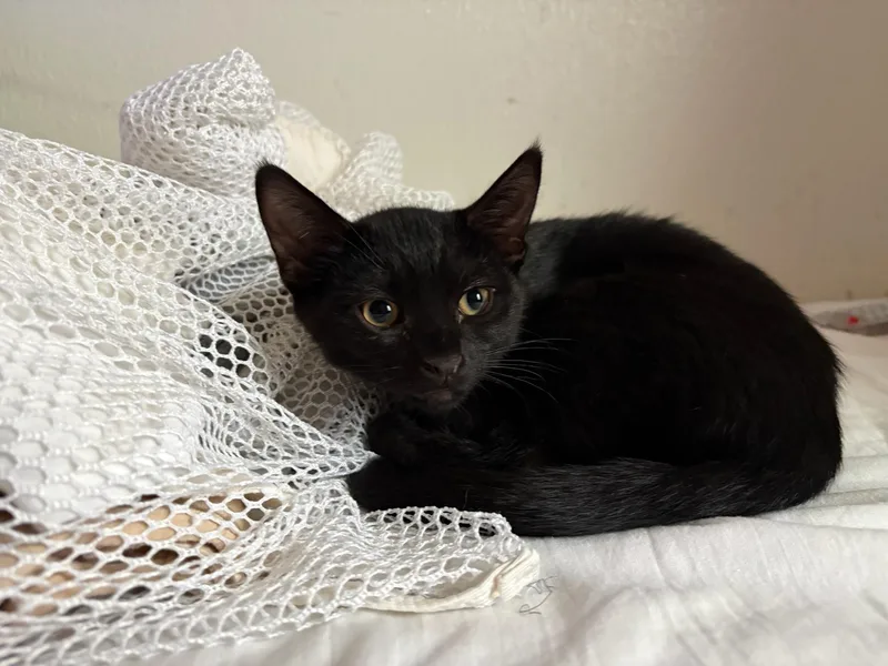 A baby medium-sized female Black Domestic Short Hair cat named Yankee for adoption in Rochester, WA