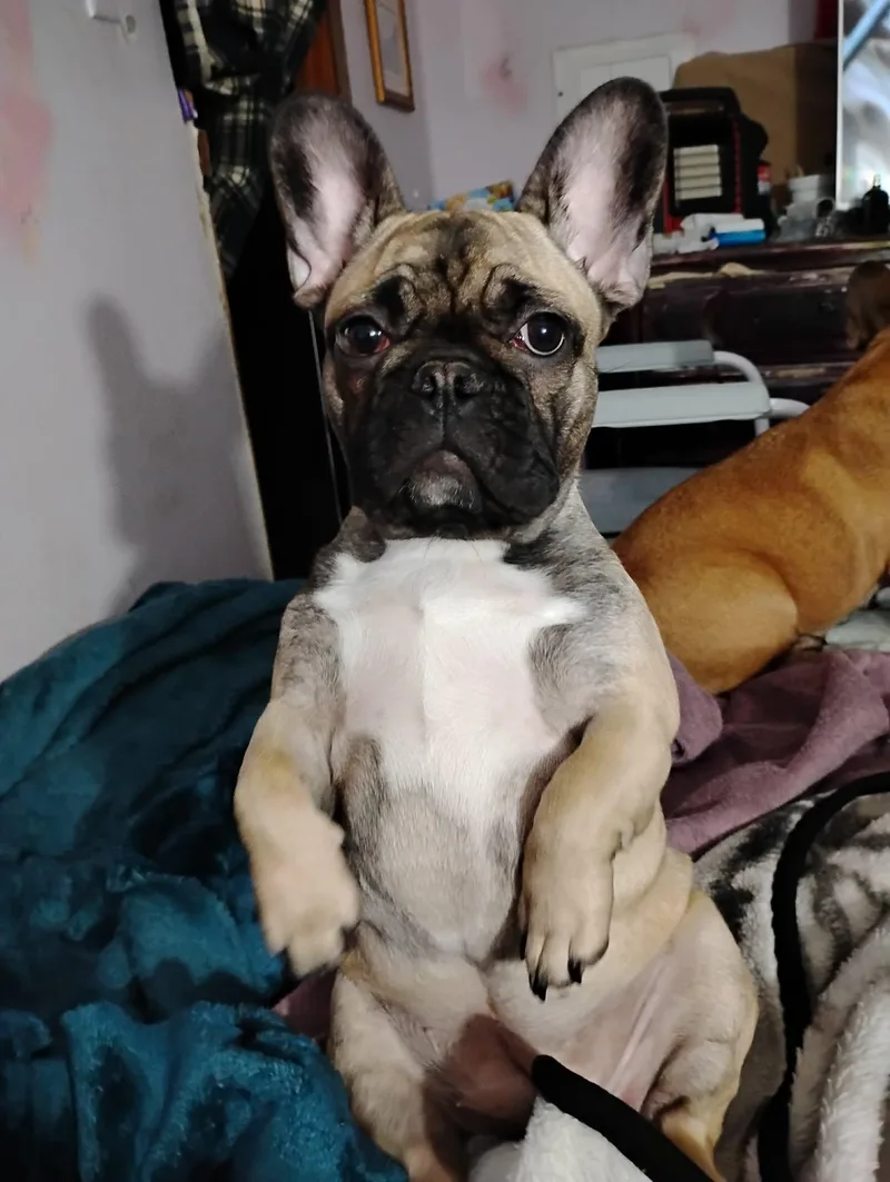 Bug