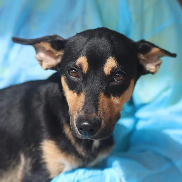 A baby small-sized male Chihuahua dog named Pepe for adoption in San Antonio, TX