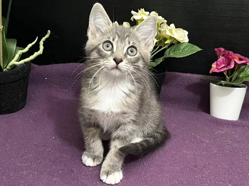 A baby small-sized male Gray / Blue / Silver Tabby cat named Thomas for adoption in Fayetteville, GA