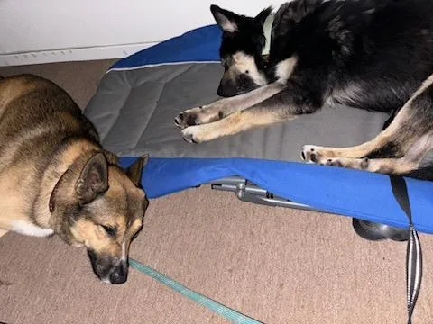 Harley Davidson Vroom Vroom!! thumbnail 2