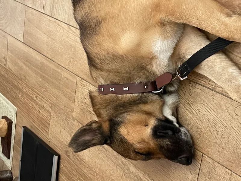 Harley Davidson Vroom Vroom!! thumbnail 4