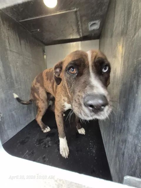 An adult large-sized female American Staffordshire Terrier dog named Sally for adoption in San Antonio, TX