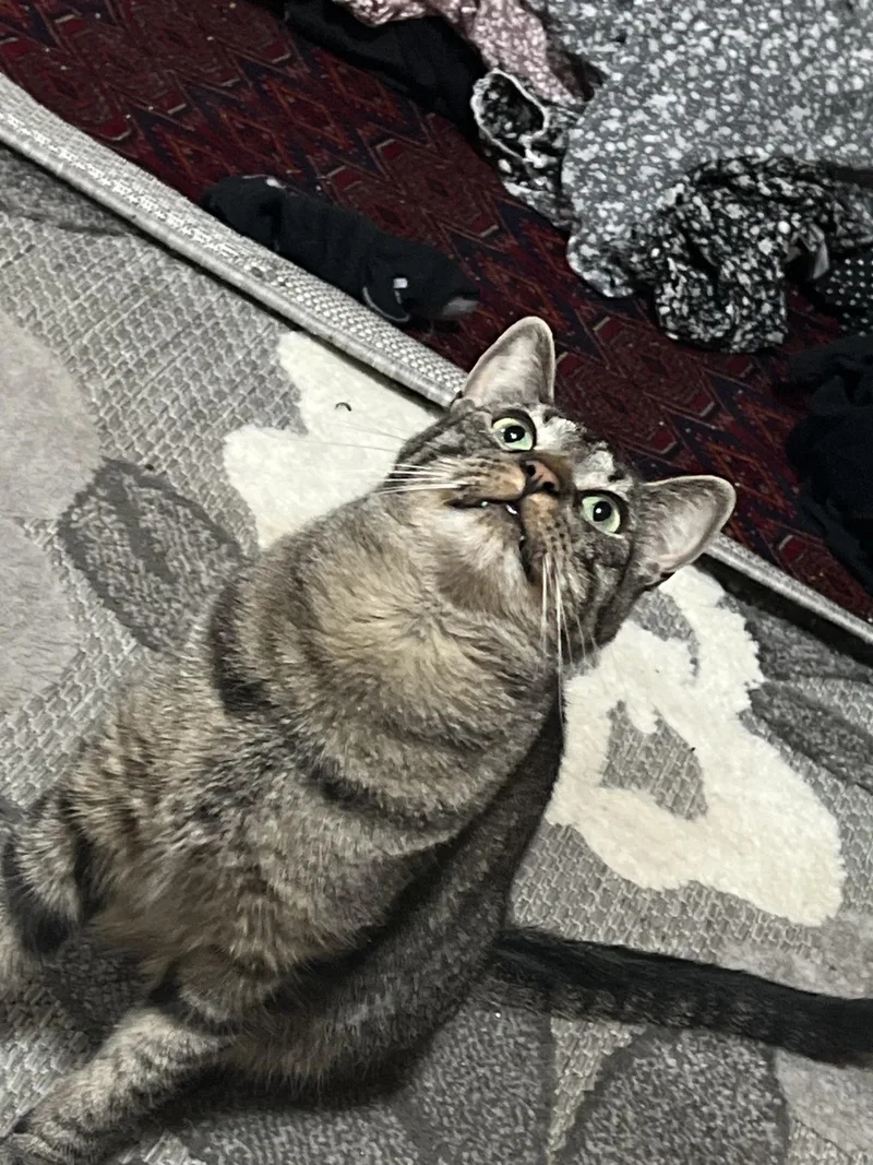 A young medium-sized male Tabby (Brown / Chocolate) American Shorthair cat named Nebula for adoption in Highland Park, NJ