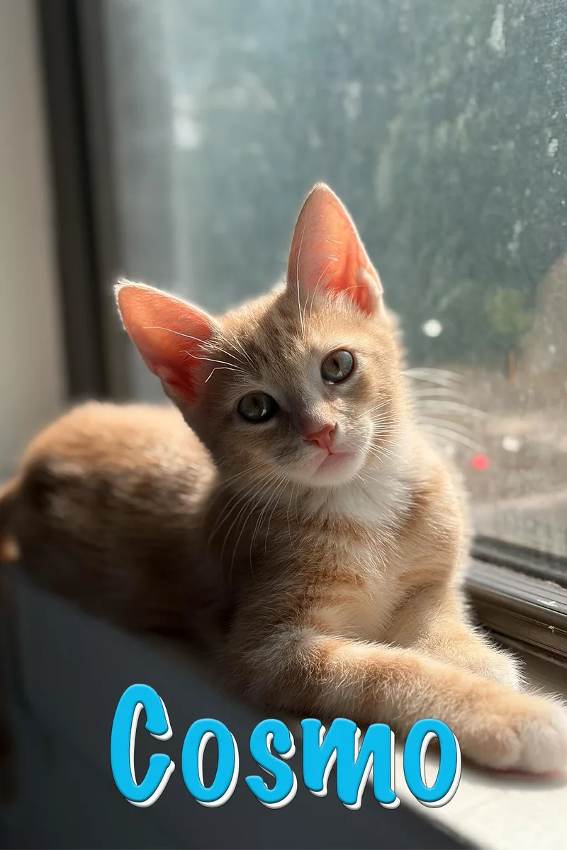 A baby small-sized male Cream Point Domestic Short Hair cat named Cosmo for adoption in New York, NY