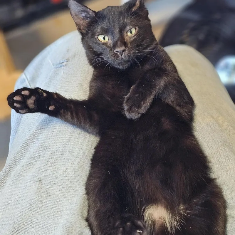 A baby medium-sized male Black Domestic Short Hair cat named Hank for adoption in Houston, TX