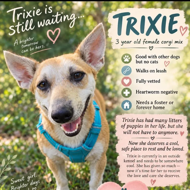 An adult medium-sized female Corgi dog named Trixie for adoption in Rockville, MD