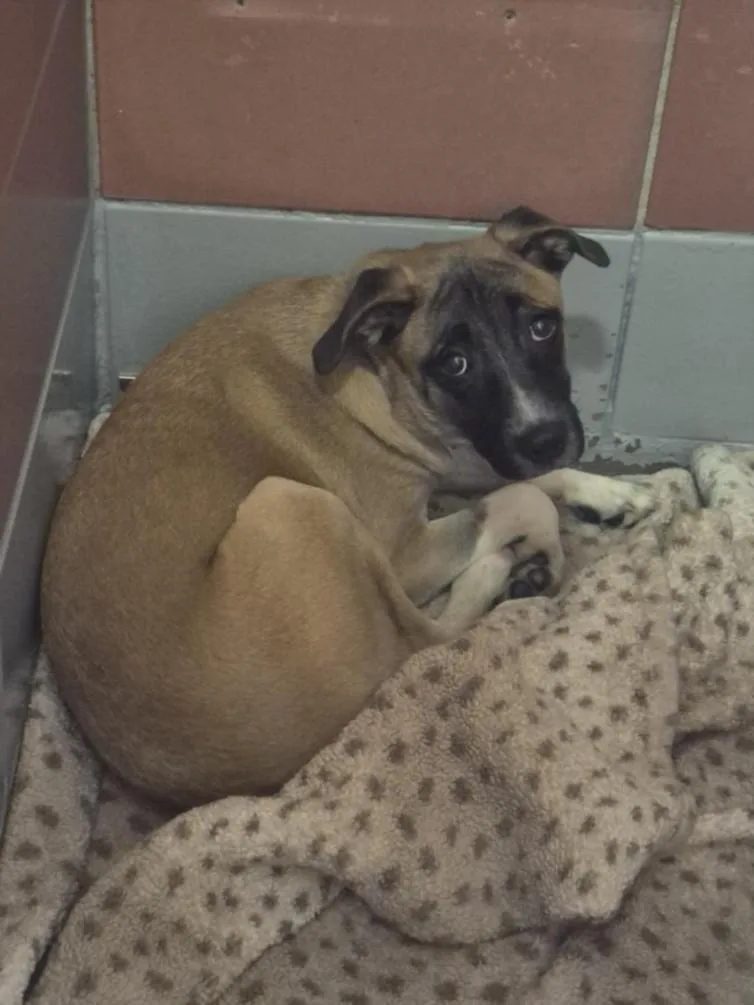 A young small-sized female German Shepherd Dog dog named Tilly for adoption in Houston, TX