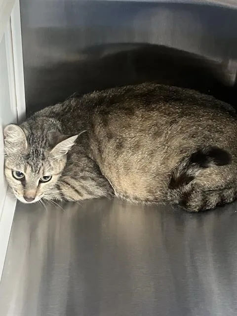 A young small-sized female Domestic Short Hair cat named Roe for adoption in Pearland, TX