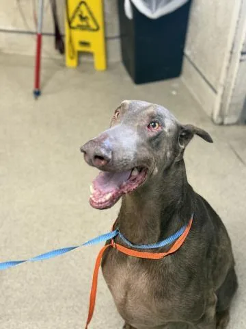An adult large-sized male Doberman Pinscher dog named Siete for adoption in Riverside, CA