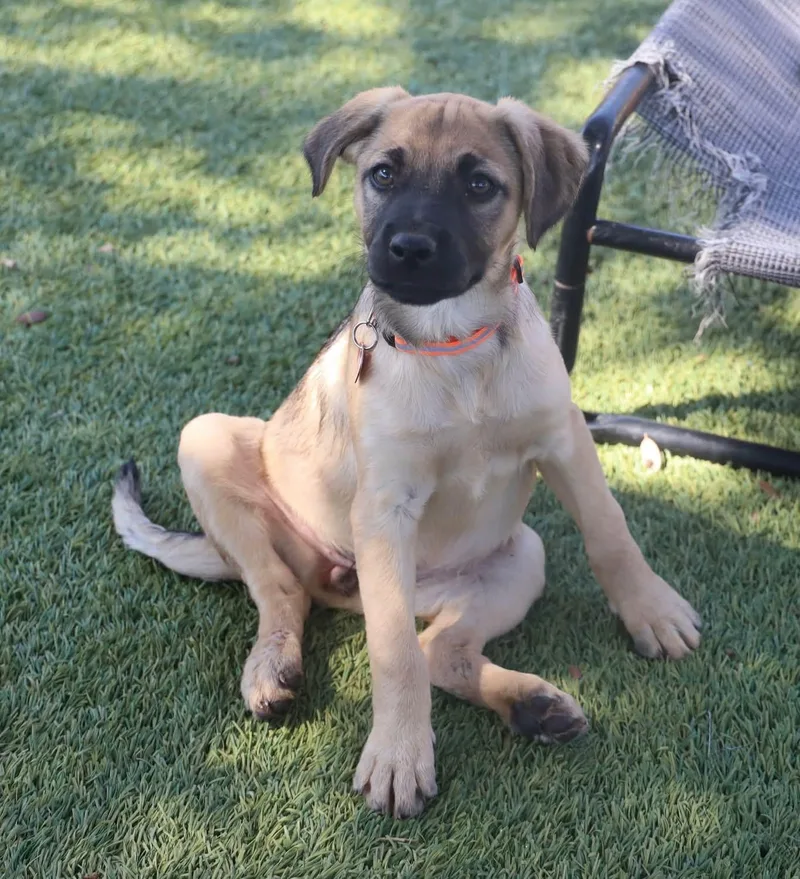 A baby medium-sized female Catahoula Leopard Dog dog named Boo for adoption in Southlake, TX