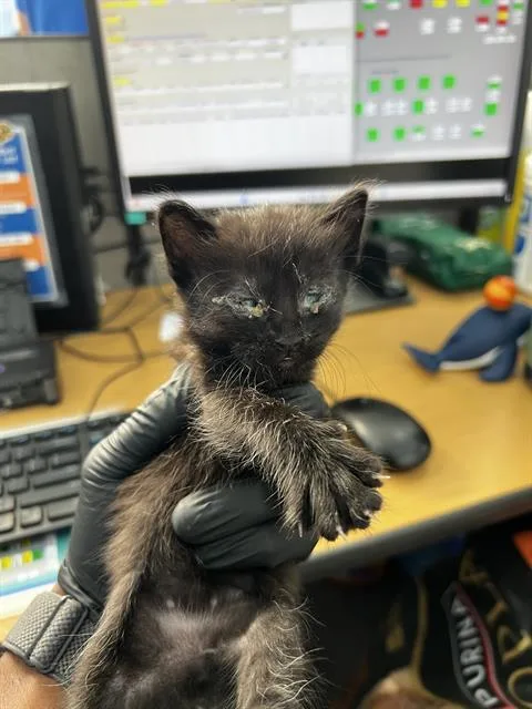 A baby medium-sized male Domestic Medium Hair cat named Shadow for adoption in Dallas, TX