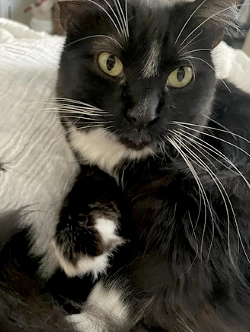 An adult medium-sized female Black & White / Tuxedo Domestic Long Hair cat named Momo for adoption in Amherst, MA