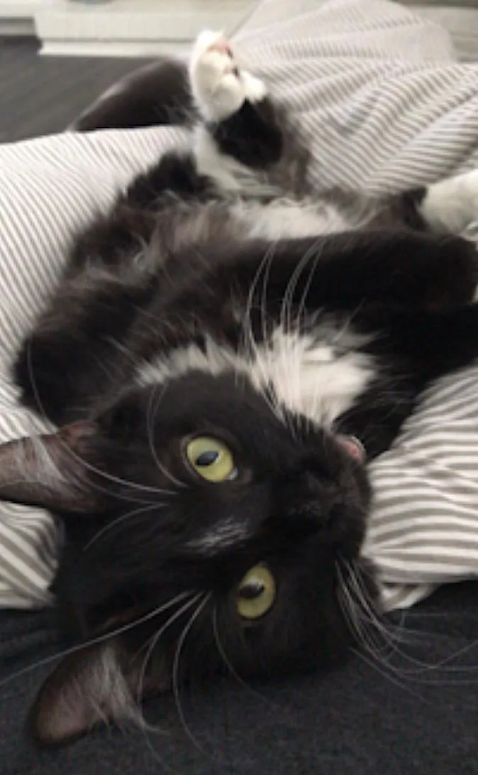Momo thumbnail 2