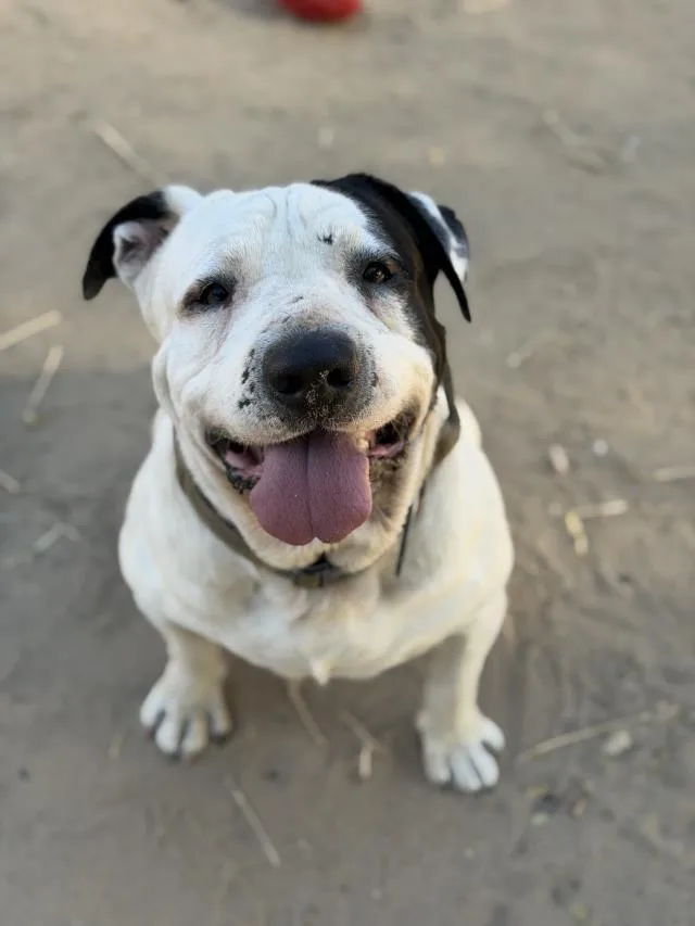 An adult large-sized male Pit Bull Terrier dog named Moto for adoption in Santa Maria, CA