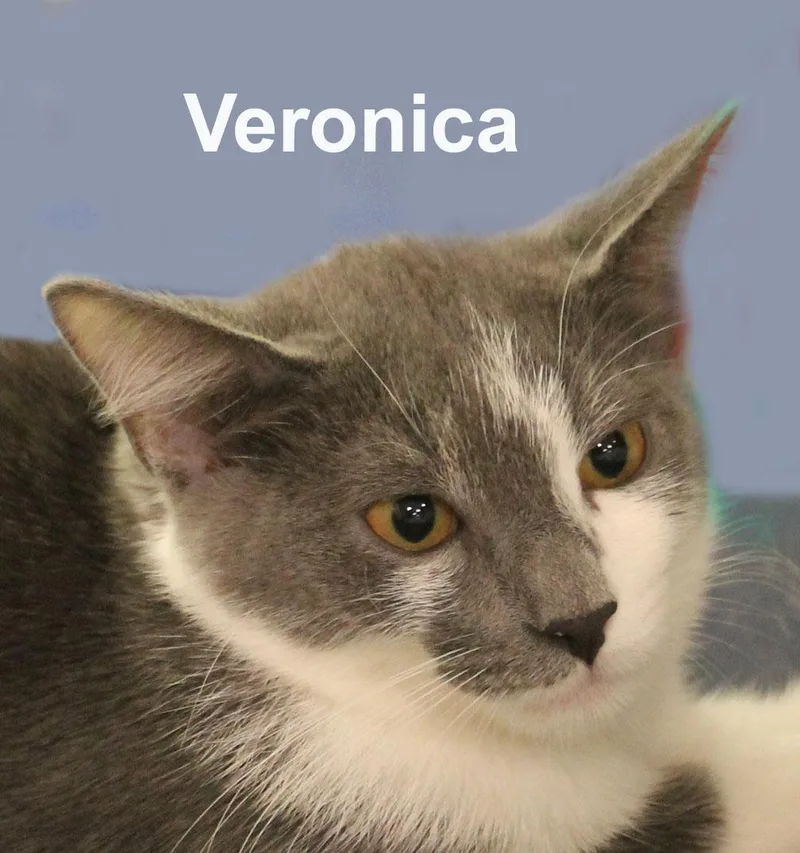 A baby medium-sized female Gray & White Domestic Short Hair cat named VeronicaFuhr. for adoption in Stowe, PA