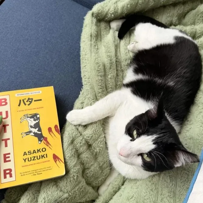 An adult medium-sized male Black & White / Tuxedo Domestic Short Hair cat named Batman for adoption in Weehawken, NJ