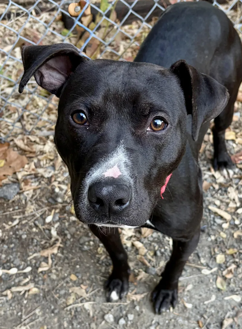 A young medium-sized male Black Mixed Breed dog named Damon for adoption in McKeesport, PA
