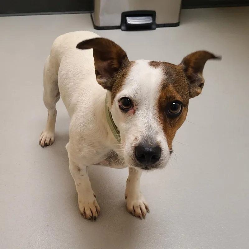 A young medium-sized male Jack Russell Terrier dog named Tobi  Huan  for adoption in Greeneville, TN