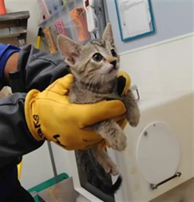 A baby small-sized female Domestic Short Hair cat named Rena for adoption in Albuquerque, NM