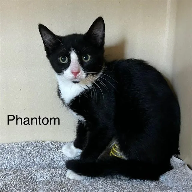 A baby small-sized female Domestic Short Hair cat named Phantom for adoption in Lincolnton, NC