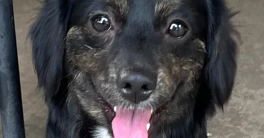 A baby small-sized male Aussiedoodle dog named Benny D for adoption in Blanchard, OK
