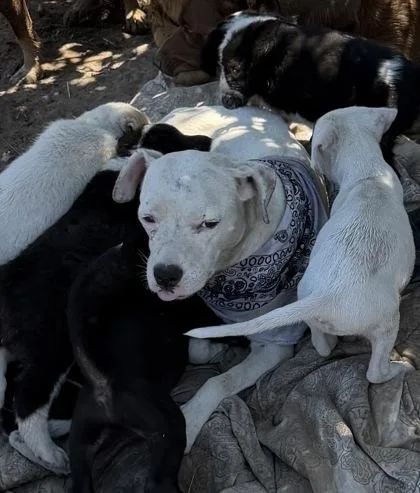 Paloma