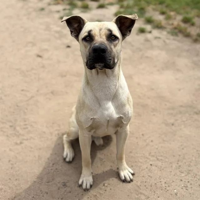 A young large-sized male Pit Bull Terrier dog named Douglas for adoption in Modesto, CA