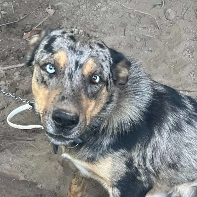 Milo
