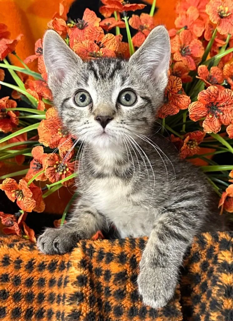 A baby small-sized male Domestic Short Hair cat named Sherlock for adoption in Stillwater, OK