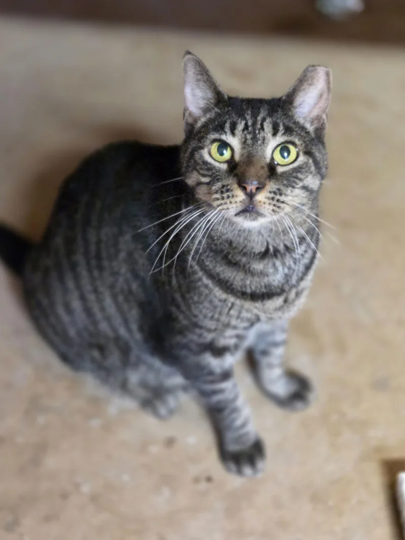An adult medium-sized female Domestic Short Hair cat named Bentley for adoption in Magnolia Springs, AL